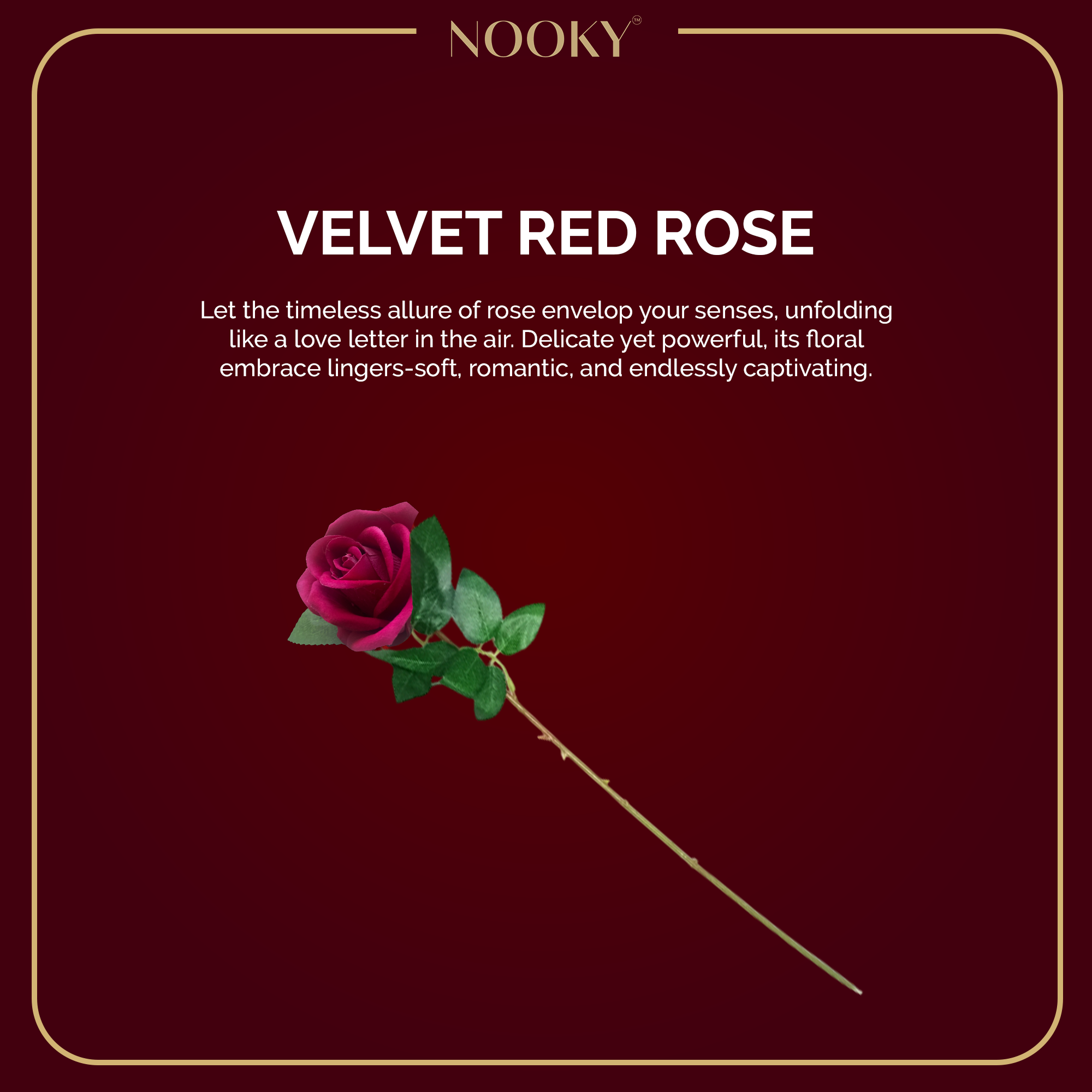 The Dream Box - Saree Edition