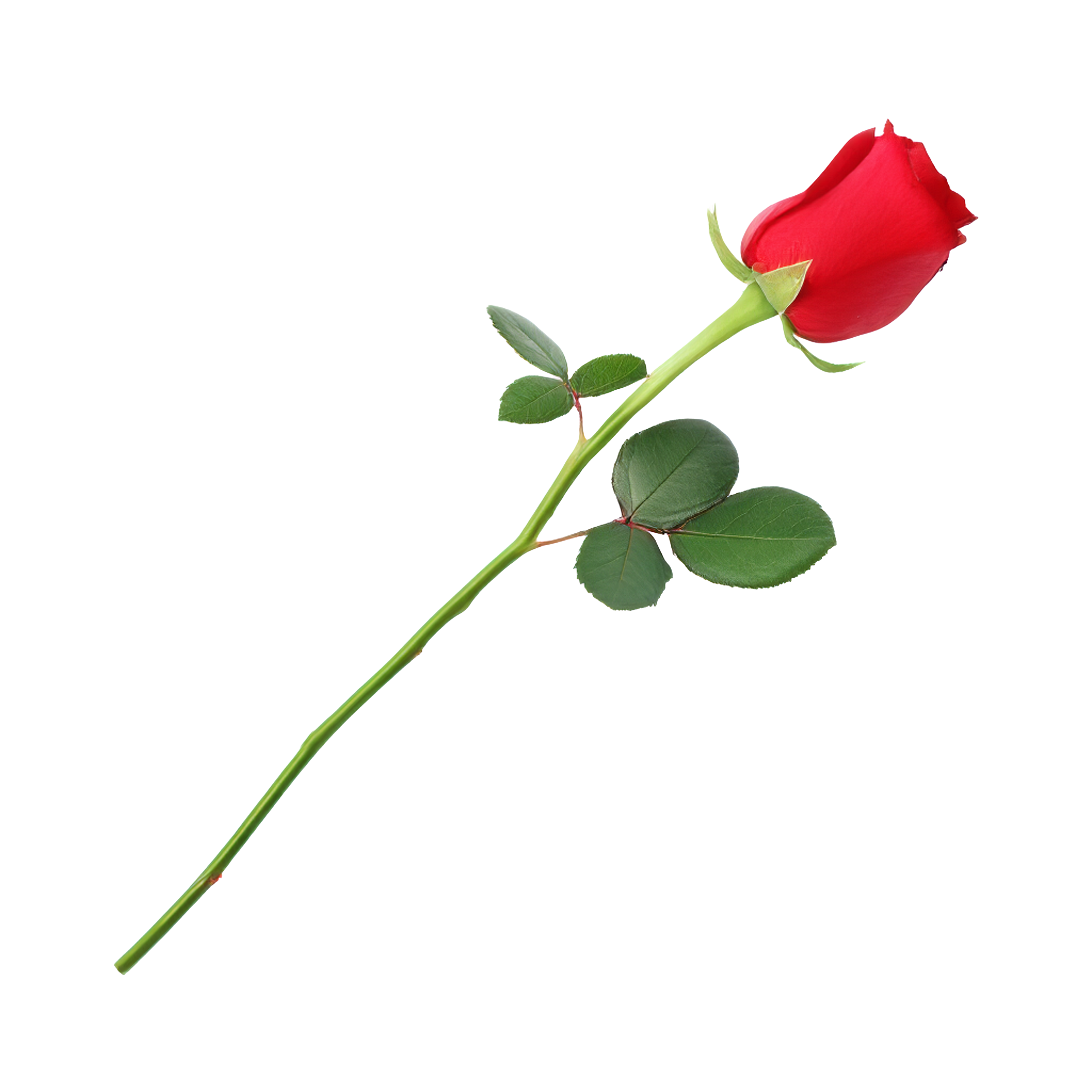 Shararat (Date Night Bundle)